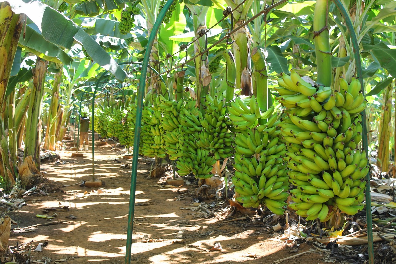 Resultado de imagem para plantação de banana