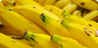 Bananeira - planta de clima quente e úmido
