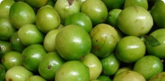 Umbu - fruta típica do nordeste brasileiro