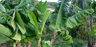 Como cultivar bananas em um pomar