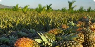 Alta produtividade do abacaxi gera renda ao produtor rural