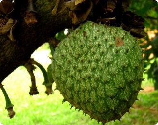 A fruta-do-conde