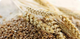 Triticale - boa alternativa para o trigo