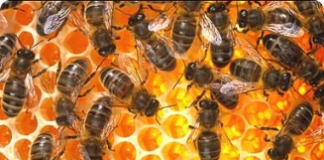 Enxameação das abelhas