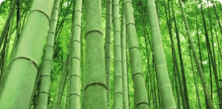 Bambu - características e curiosidades
