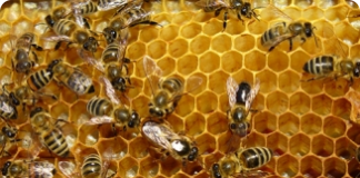 Própolis - um dos principais produtos das abelhas e um dos melhores remédios naturais
