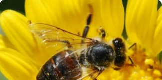 O perigoso veneno das abelhas