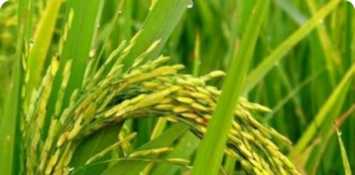 Secagem e beneficiamento do arroz