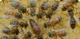 Polinização feita pelas abelhas e seu papel na apicultura