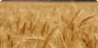 Adlai ou trigo de verão