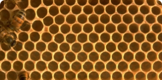 Instalações para a criação de abelhas