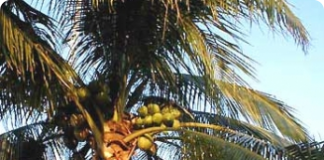 O coqueiro macaúba - árvore de grande aproveitamento