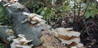 Cultivo do cogumelo pleurotus