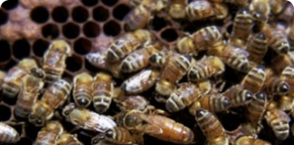 Fecundação e postura controladas das abelhas