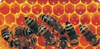 Doenças das abelhas