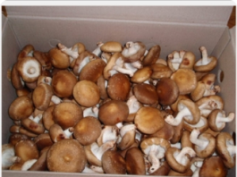 O cogumelo shitake e seu cultivo