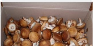 O cogumelo shitake e seu cultivo