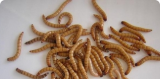 Tenébrio ou larva japonesa - alimento para muitos animais