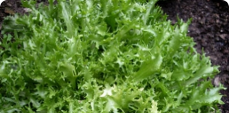 Cultivo do almeirão - hortaliça nutritiva para saladas