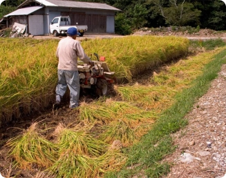Máquinas para beneficiamento do arroz
