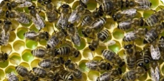 Características das abelhas