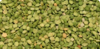 O cultivo da lentilha