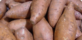 O cultivo da batata-doce