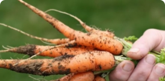 A cenoura e seu cultivo
