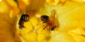 A importância do pólen na apicultura