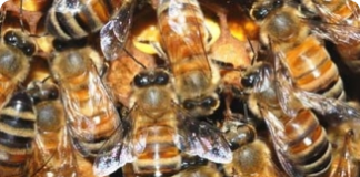 Hostilidade das abelhas africanizadas