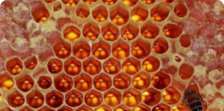 Armazenagem do mel de abelha