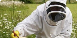 Como povoar um apiário