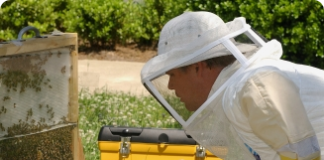 Como introduzir abelhas rainhas na colmeia