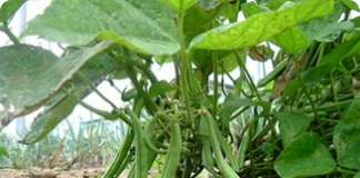 O cultivo do feijão