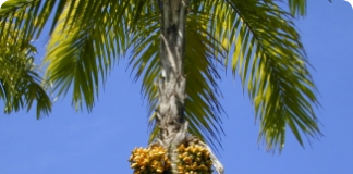 Palmeira pupunha: como comercializar