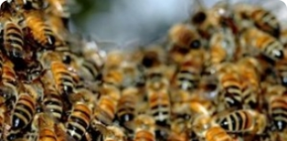 O que irrita as abelhas africanizadas
