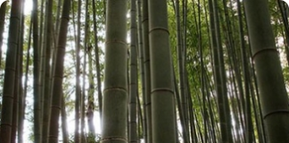 Cultivo do bambu