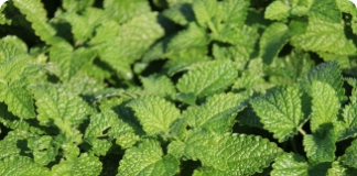 Melissa ou erva cidreira - planta medicinal utilizada como calmante natural