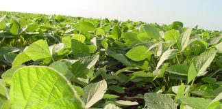 Coinoculação combina alto rendimento com sustentabilidade na produção de soja e do feijoeiro