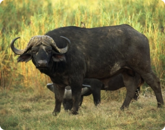 Valorização da carne de búfalo