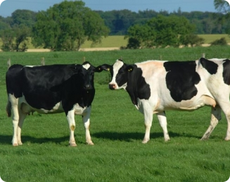 O cio e a castração de vacas leiteiras