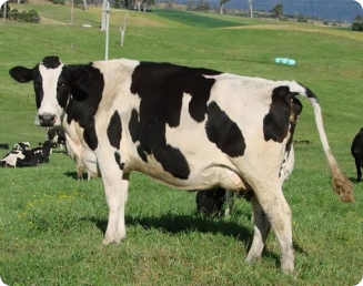 Manejo do gado leiteiro