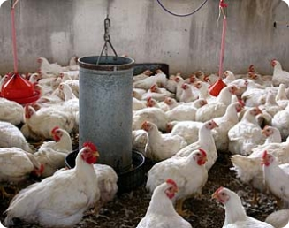 Nutrição das aves