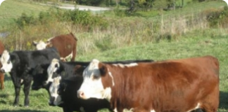 Seleção de bovinos - melhoria do rebanho