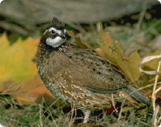 Codorna Americana - Bobwhite