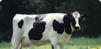 Como escolher uma vaca leiteira