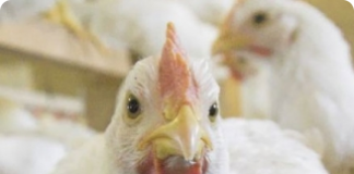 Alimentação de frangos e galinhas com produtos de origem vegetal