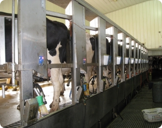Como conservar o leite na fazenda