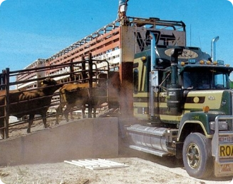 O transporte dos bovinos para o abate