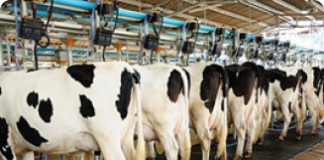Vacas leiteiras - características de qualidade e produtividade